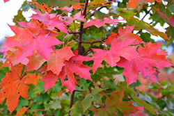 Norwegian Sunset Maple (Acer 'Keithsform') at Stonegate Gardens