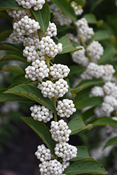 White Japanese Beautyberry (Callicarpa japonica 'Leucocarpa') at A Very Successful Garden Center