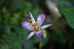 Amethyst Toad Lily (Tricyrtis lasiocarpa) at A Very Successful Garden Center