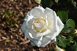 Cloud 10 Rose (Rosa 'Radclean') at Stonegate Gardens