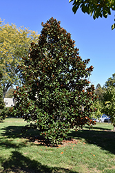 D.D. Blanchard Magnolia (Magnolia grandiflora 'D.D. Blanchard') at Stonegate Gardens