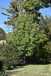 Houpu Magnolia (Magnolia officinalis) at A Very Successful Garden Center