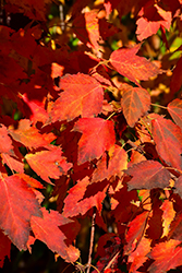 Ruby Frost Red Maple (Acer rubrum 'Polara') at A Very Successful Garden Center