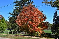 Ruby Frost Red Maple (Acer rubrum 'Polara') at Stonegate Gardens
