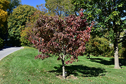 Appalachian Spring Flowering Dogwood (Cornus florida 'Appalachian Spring') at A Very Successful Garden Center