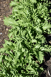 Rhodos Endive (Cichorium endivia 'Rhodos') at A Very Successful Garden Center
