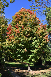 Endowment Sugar Maple (Acer saccharum 'Endowment') at Stonegate Gardens