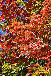 Endowment Sugar Maple (Acer saccharum 'Endowment') at Lakeshore Garden Centres