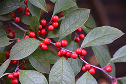 Harvest Red Winterberry Holly (Ilex 'Harvest Red') at Lakeshore Garden Centres