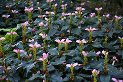 Hot Lips Turtlehead (Chelone lyonii 'Hot Lips') at The Mustard Seed