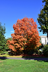 Bonfire Sugar Maple (Acer saccharum 'Bonfire') at A Very Successful Garden Center