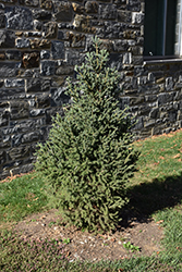 Yukon Blue Spruce (Picea glauca 'Yukon Blue') at A Very Successful Garden Center