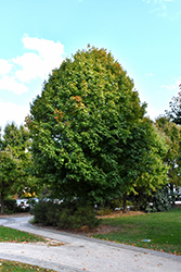 Legacy Sugar Maple (Acer saccharum 'Legacy') at Lakeshore Garden Centres