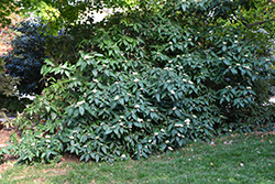 Alleghany Viburnum (Viburnum x rhytidophylloides 'Alleghany') at A Very Successful Garden Center
