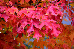 Fall Fiesta Sugar Maple (Acer saccharum 'Bailsta') at The Mustard Seed