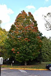 Arrowhead Sugar Maple (Acer saccharum 'Arrowhead') at A Very Successful Garden Center