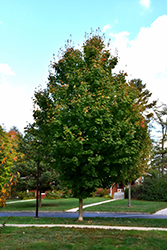 Steeple Sugar Maple (Acer saccharum 'Astis') at A Very Successful Garden Center