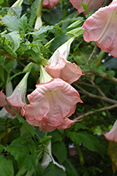 Frosty Pink Angel's Trumpet (Brugmansia 'Frosty Pink') at A Very Successful Garden Center