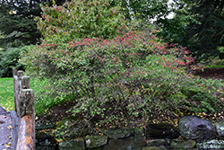 Autumn Glow Winterberry Holly (Ilex 'Autumn Glow') at A Very Successful Garden Center
