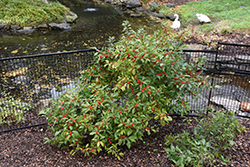 Oosterwijk Winterberry (Ilex verticillata 'Oosterwijk') at A Very Successful Garden Center
