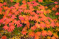 Japanese Maple (Acer palmatum) at Stonegate Gardens