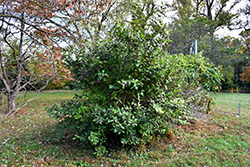Profusion Beautyberry (Callicarpa bodinieri 'Profusion') at A Very Successful Garden Center