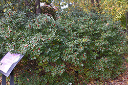 Stoplight Winterberry (Ilex verticillata 'Stoplight') at Stonegate Gardens