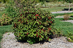 Erie Viburnum (Viburnum dilatatum 'Erie') at Lakeshore Garden Centres