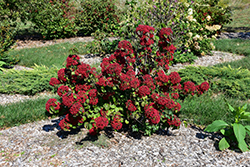 Cardinal Candy Viburnum (Viburnum dilatatum 'Henneke') at A Very Successful Garden Center