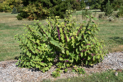 American Beautyberry (Callicarpa americana) at A Very Successful Garden Center