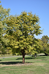 Girard's Hybrid Paperbark Maple (Acer griseum x maximowiczianum) at A Very Successful Garden Center