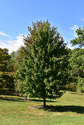 Marmo Maple (Acer x freemanii 'Marmo') at Lakeshore Garden Centres