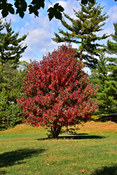 Redpointe Red Maple (Acer rubrum 'Frank Jr.') at A Very Successful Garden Center