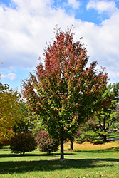 New World Red Maple (Acer rubrum 'New World') at A Very Successful Garden Center