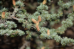 Brevifolia Cedar of Lebanon (Cedrus libani 'Brevifolia') at Stonegate Gardens