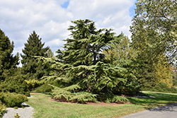 Golden Deodar Cedar (Cedrus deodara 'Aurea') at A Very Successful Garden Center