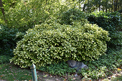 Crotonifolia Aucuba (Aucuba japonica 'Crotonifolia') at Lakeshore Garden Centres