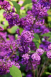 Heavy Berry Japanese Beautyberry (Callicarpa japonica 'Heavy Berry') at Stonegate Gardens