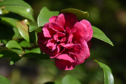 Bonanza Camellia (Camellia sasanqua 'Bonanza') at A Very Successful Garden Center