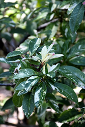 Palette Chinese Stranvaesia (Stranvaesia davidiana var, undulata 'Palette') at Lakeshore Garden Centres