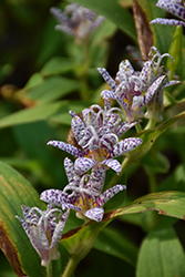 Toad Lily (Tricyrtis hirta) at The Mustard Seed