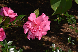 Alabama Beauty Camellia (Camellia sasanqua 'TDN 1111') at Stonegate Gardens