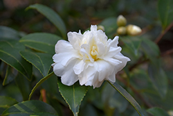 October Magic Snow Camellia (Camellia sasanqua 'Green 94-010') at Stonegate Gardens