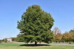 Scarlet Oak (Quercus coccinea) at Lakeshore Garden Centres