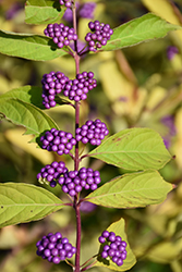 Japanese Beautyberry (Callicarpa japonica) at Lakeshore Garden Centres