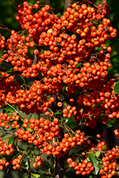 Mohave Firethorn (Pyracantha 'Mohave') at A Very Successful Garden Center