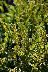 Schmidt Boxwood (Buxus sempervirens 'Schmidt') at Lakeshore Garden Centres