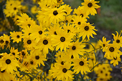 Gold Lace Narrow-leaved Sunflower (Helianthus angustifolius 'Gold Lace') at A Very Successful Garden Center
