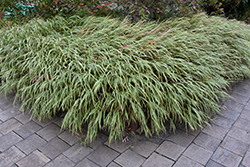 White Striped Hakone Grass (Hakonechloa macra 'Albo Striata') at A Very Successful Garden Center
