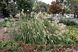 Condensatus Maiden Grass (Miscanthus sinensis var. condensatus) at A Very Successful Garden Center